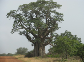 05 Baobab